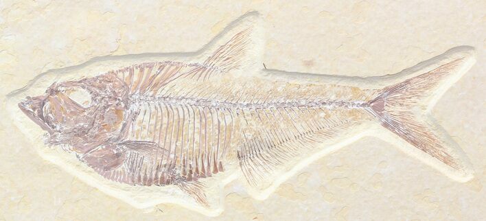 Nice, Diplomystus Fossil Fish - Wyoming #41056